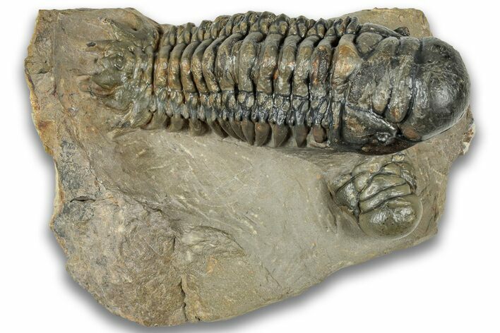 Detailed Crotalocephalina Trilobite - Atchana, Morocco #323717